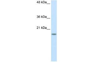 RPS14 antibody used at 2. (RPS14 Antikörper  (Middle Region))
