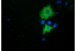 Anti-PIK3AP1 mouse monoclonal antibody (ABIN2453455) immunofluorescent staining of COS7 cells transiently transfected by pCMV6-ENTRY PIK3AP1 (RC214125). (PIK3AP1 Antikörper)