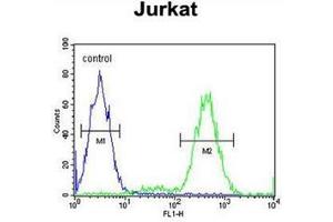 Flow cytometric analysis of Jurkat cells using IMMP2L Antibody (Center) Cat. (IMMP2L Antikörper  (Middle Region))