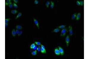 Immunofluorescent analysis of HepG2 cells using ABIN7162179 at dilution of 1:100 and Alexa Fluor 488-congugated AffiniPure Goat Anti-Rabbit IgG(H+L) (OR2L13 Antikörper  (AA 158-194))