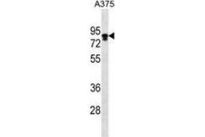 Western blot analysis in A375 cell line lysates (35ug/lane) using Melanophilin / MLPH  Antibody (C-term).