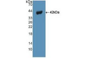 Detection of Recombinant BECN1, Human using Polyclonal Antibody to Beclin 1 (BECN1) (Beclin 1 Antikörper  (AA 1-273))
