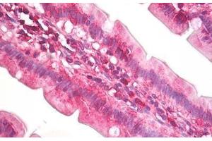 Anti-EIF4A antibody IHC staining of human small intestine. (EIF4A2 Antikörper  (AA 50-100))