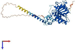 ABHD12 Protein (AA 1-398) (His tag)