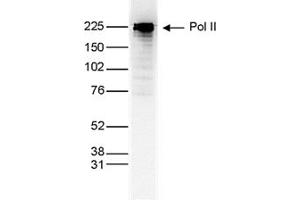 Western Blot of anti-Pol II antibody Western Blot results of Mouse anti-Pol II antibody. (POLR2A/RPB1 Antikörper)
