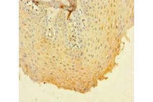 Immunohistochemistry of paraffin-embedded human tonsil tissue using ABIN7160181 at dilution of 1:100 (CD14 Antikörper  (AA 20-345))
