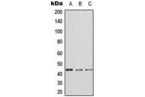 Western blot analysis of ERK1 expression in A431 (A), NIH3T3 (B), PC12 (C) whole cell lysates. (ERK1 Antikörper  (Center))