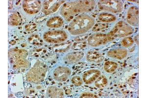 ABIN2562244 (2µg/ml) staining of paraffin embedded Human Kidney. (DMRT2 Antikörper  (C-Term))