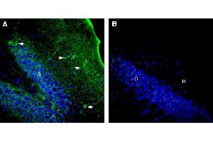 Expression of Latrophilin-3 in rat hippocampus:Immunohistochemical staining of perfusion-fixed frozen rat brain sections using  Anti-Latrophilin-3 (extracellular) Antibody (ABIN7581821), (1:300), followed by goat anti-rabbit-AlexaFluor-488 antibody.
