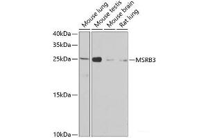 Western blot analysis of extracts of various cell lines using MSRB3 Polyclonal Antibody at dilution of 1:1000.