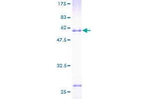 ICAM2 Protein (AA 1-275) (GST tag)