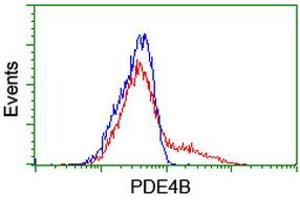 HEK293T cells transfected with either RC211956 overexpress plasmid (Red) or empty vector control plasmid (Blue) were immunostained by anti-PDE4B antibody (ABIN2455015), and then analyzed by flow cytometry.