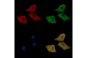 Peroxiredoxin 1 Mouse Monoclonal Antibody staining Hela cells by IF/ICC. (Peroxiredoxin 1 Antikörper  (C-Term))