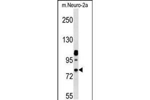 Western blot analysis in mouse Neuro-2a cell line lysates (35ug/lane). (NEK8 Antikörper  (C-Term))