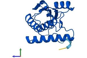 AlphaFold protein structure predicition of Human Recombinant YBEY Protein, UniprotID P58557