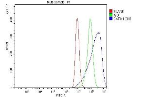 Flow Cytometry analysis of A549 cells using anti-Calpain 1 antibody (ABIN7601600). (CAPNL1 Antikörper  (AA 396-555))