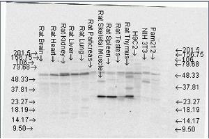 Western Blotting (WB) image for anti-FK506 Binding Protein 4, 59kDa (FKBP4) antibody (ABIN361687)