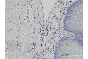 Image no. 4 for anti-Leucine Proline-Enriched Proteoglycan (Leprecan) 1 (LEPRE1) (AA 1-100) antibody (ABIN599294) (LEPRE1 Antikörper  (AA 1-100))