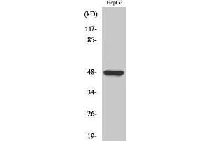 Western Blotting (WB) image for anti-G Protein-Coupled Receptor 19 (GPR19) (C-Term) antibody (ABIN3175369) (GPR19 Antikörper  (C-Term))