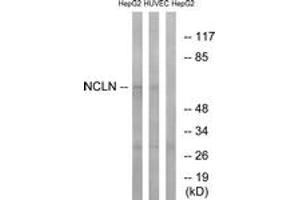 Western blot analysis of extracts from HepG2/HuvEc cells, using NCLN Antibody. (Nicalin Antikörper  (AA 474-523))