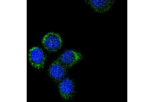 MCF-7 cells were fixed in paraformaldehyde, permeabilized with 0. (Cytochrome C Antikörper)