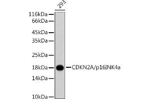 Western blot analysis of extracts of 293 cells, using CDKN2A/p16INK4a antibody . (CDKN2A Antikörper)