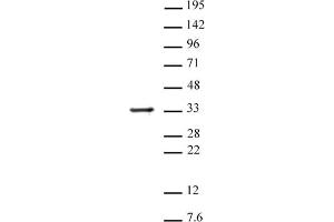 Histone H1 antibody (pAb) tested by Western blot. (Histone H1 Antikörper)