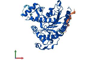 AlphaFold protein structure predicition of Human Recombinant HDAC8 Protein, UniprotID Q9BY41 (HDAC8 Protein (AA 1-377) (His tag))