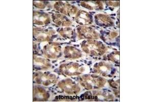 AXIN1 Antibody (C-term) (ABIN655972 and ABIN2845357) immunohistochemistry analysis in formalin fixed and paraffin embedded human stomach tissue followed by peroxidase conjugation of the secondary antibody and DAB staining. (Axin Antikörper  (C-Term))