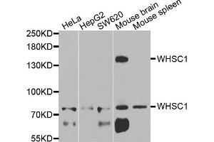 Western blot analysis of extracts of various cells, using WHSC1 antibody.
