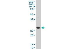 Western Blotting (WB) image for anti-DnaJ (Hsp40) Homolog, Subfamily B, Member 6 (DNAJB6) (AA 1-241) antibody (ABIN564338)