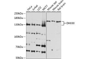 Western blot analysis of extracts of various cell lines, using DHX30 antibody (ABIN6130264, ABIN6139607, ABIN6139608 and ABIN6224677) at 1:1000 dilution. (DHX30 Antikörper  (AA 906-1155))
