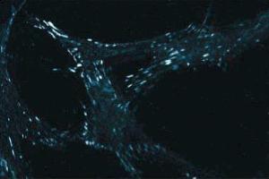 Immunofluorescent staining of WI38 cells with anti-paxillin. (Paxillin Antikörper  (AA 1-557))