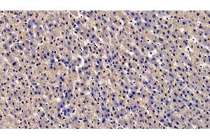 Immunohistochemistry (IHC) image for anti-Urocortin 2 (UCN2) (AA 20-112) antibody (ABIN7435022)