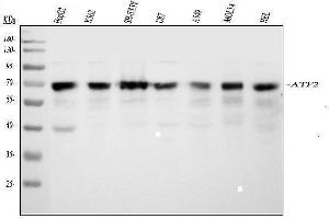 Western blot analysis of ATF2 using anti-ATF2 antibody (ABIN3043791).