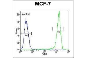 Flow Cytometric analysis of MCF-7 cells using SGMS2 Antibody (C-term) Cat. (Sphingomyelin Synthase 2 Antikörper  (C-Term))
