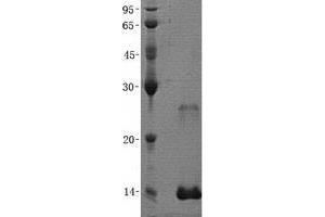 Validation with Western Blot (PCBD1 Protein (His tag))
