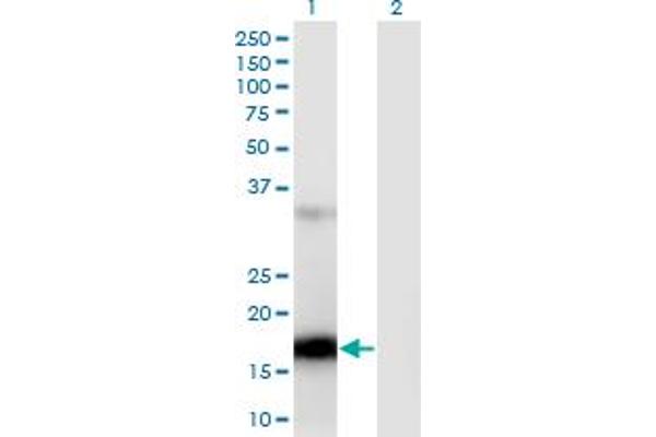 ZCCHC13 抗体  (AA 1-166)