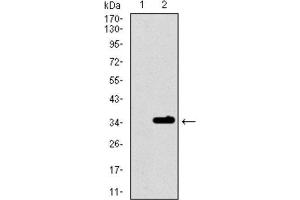 Western Blotting (WB) image for anti-Purinergic Receptor P2Y, G-Protein Coupled, 13 (P2RY13) (AA 1-49) antibody (ABIN1845370) (Purinergic Receptor P2Y, G-Protein Coupled, 13 (P2RY13) (AA 1-49) Antikörper)