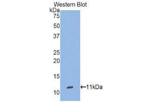 Western Blotting (WB) image for anti-Selenoprotein W, 1 (SEPW1) (AA 1-86) antibody (ABIN1860531) (Selenoprotein W Antikörper  (AA 1-86))