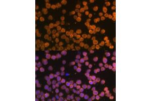 Immunofluorescence (IF) image for anti-Tumor Necrosis Factor Receptor Superfamily, Member 10a (TNFRSF10A) (AA 269-468) antibody (ABIN6149301)