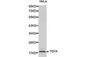 Western Blotting (WB) image for anti-Transforming Growth Factor, alpha (TGFA) (AA 24-98) antibody (ABIN3020948) (TGFA Antikörper  (AA 24-98))
