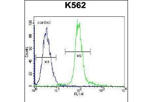 Flow cytometric analysis of K562 cells (right histogram) compared to a negative control cell (left histogram). (GLMN Antikörper  (C-Term))