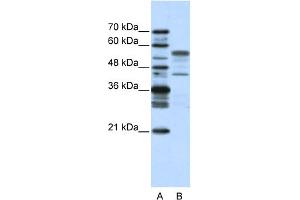 WB Suggested Anti-BLZF1 Antibody Titration:  2. (BLZF1 Antikörper  (N-Term))