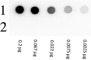 Image no. 1 for Biotin protein (beta-Gal) (ABIN964127) (Biotin Protein (beta-Gal))