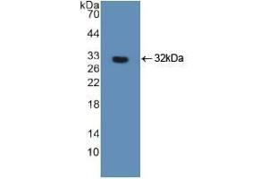 Western blot analysis of recombinant Human FOXO3. (FOXO3 Antikörper  (AA 369-633))