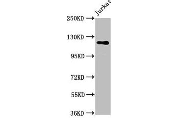 SREBF1 Antikörper  (AA 38-201)