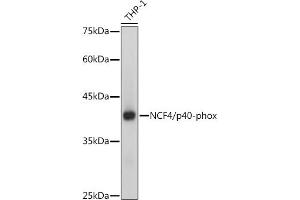Western blot analysis of extracts of THP-1 cells, using NCF4/p40-phox antibody (ABIN7268900) at 1:1000 dilution. (NCF4 Antikörper)