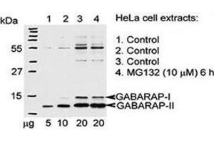 Western blot testing of GABARAP antibody and Hela cells treated with 26S proteasome complex blocker MG132. (GABARAP Antikörper  (AA 1-30))