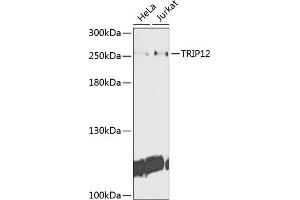 Western blot analysis of extracts of various cell lines, using TRIP12 antibody (ABIN6129753, ABIN6149543, ABIN6149544 and ABIN6225295) at 1:1000 dilution. (TRIP12 Antikörper  (AA 1-240))